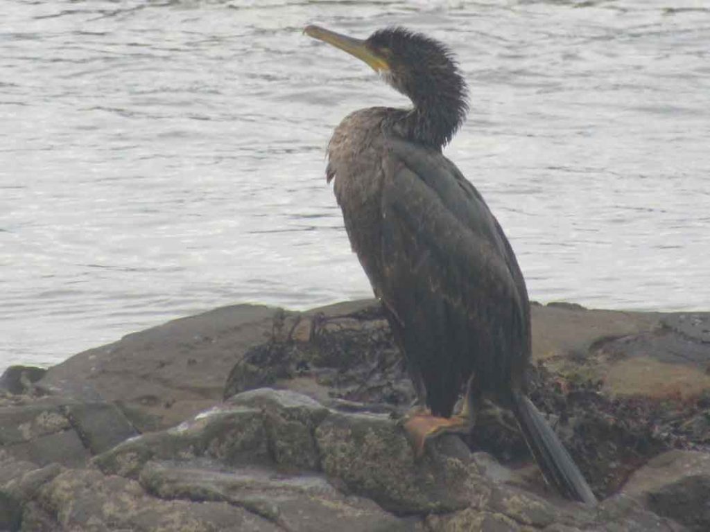 Cormorant at the Cliffs of Moher