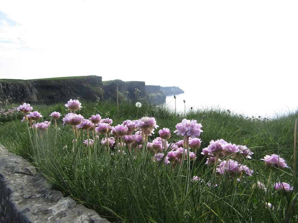 Cliffs of Moher Flowers