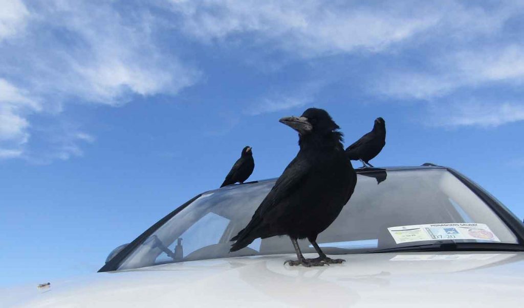 Three crows sitting on the car
