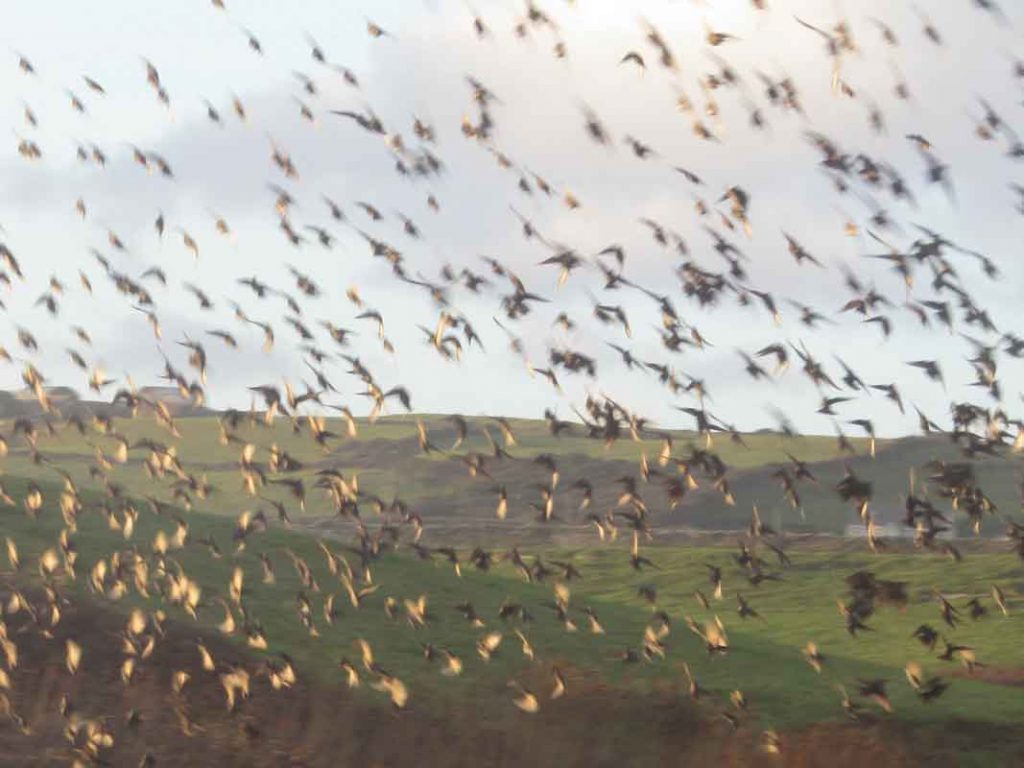 Many birds in the sky at the Cliffs of Moher