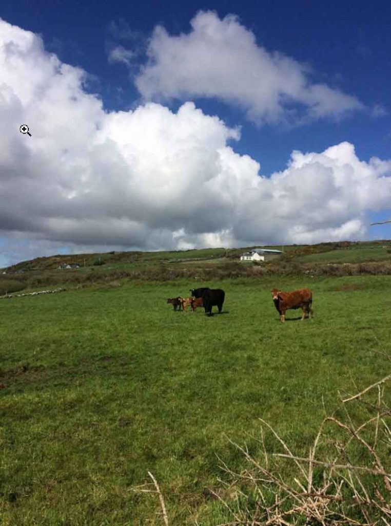 Cows overlooking the Cliffs of Moher
