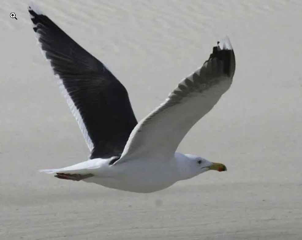 Gull flying