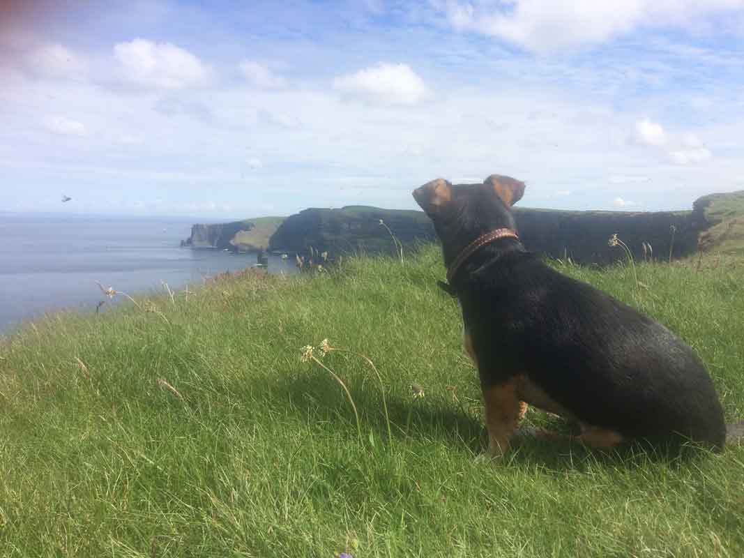 Moby the dog overlooking the Cliffs of Moher