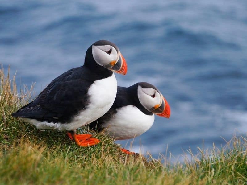 two puffins