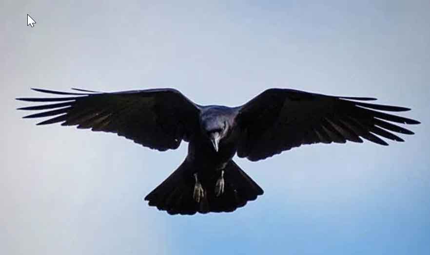 Raven in the sky